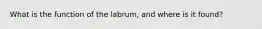 What is the function of the labrum, and where is it found?