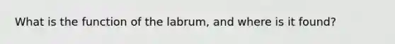 What is the function of the labrum, and where is it found?