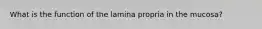 What is the function of the lamina propria in the mucosa?