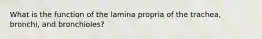 What is the function of the lamina propria of the trachea, bronchi, and bronchioles?