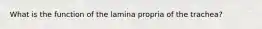 What is the function of the lamina propria of the trachea?