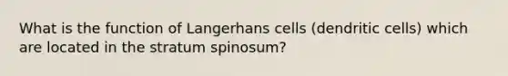 What is the function of Langerhans cells (dendritic cells) which are located in the stratum spinosum?