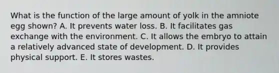 What is the function of the large amount of yolk in the amniote egg shown? A. It prevents water loss. B. It facilitates gas exchange with the environment. C. It allows the embryo to attain a relatively advanced state of development. D. It provides physical support. E. It stores wastes.