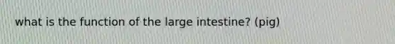 what is the function of the large intestine? (pig)