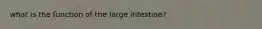 what is the function of the large intestine?