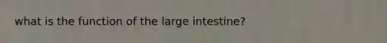 what is the function of the large intestine?