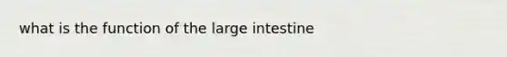 what is the function of the large intestine