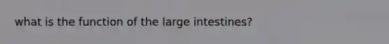 what is the function of the large intestines?