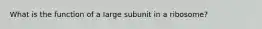 What is the function of a large subunit in a ribosome?