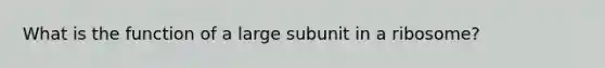 What is the function of a large subunit in a ribosome?