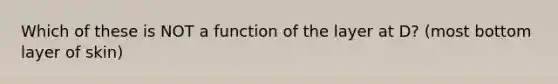 Which of these is NOT a function of the layer at D? (most bottom layer of skin)