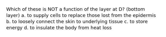 Which of these is NOT a function of the layer at D? (bottom layer) a. to supply cells to replace those lost from the epidermis b. to loosely connect the skin to underlying tissue c. to store energy d. to insulate the body from heat loss