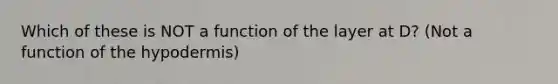 Which of these is NOT a function of the layer at D? (Not a function of the hypodermis)