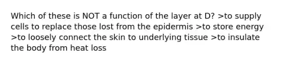 Which of these is NOT a function of the layer at D? >to supply cells to replace those lost from <a href='https://www.questionai.com/knowledge/kBFgQMpq6s-the-epidermis' class='anchor-knowledge'>the epidermis</a> >to store energy >to loosely connect the skin to underlying tissue >to insulate the body from heat loss