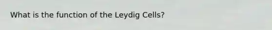 What is the function of the Leydig Cells?