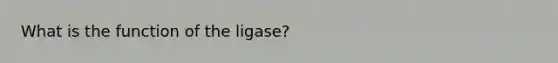 What is the function of the ligase?