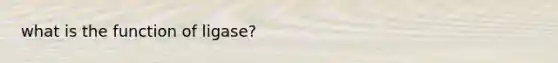 what is the function of ligase?