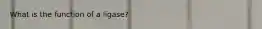 What is the function of a ligase?