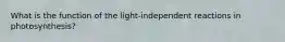 What is the function of the light-independent reactions in photosynthesis?