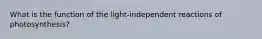 What is the function of the light-independent reactions of photosynthesis?