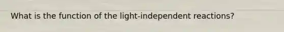 What is the function of the light-independent reactions?