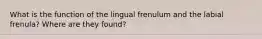 What is the function of the lingual frenulum and the labial frenula? Where are they found?