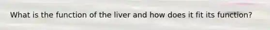 What is the function of the liver and how does it fit its function?