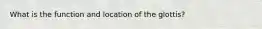 What is the function and location of the glottis?