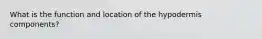 What is the function and location of the hypodermis components?