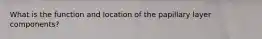 What is the function and location of the papillary layer components?