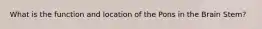 What is the function and location of the Pons in the Brain Stem?