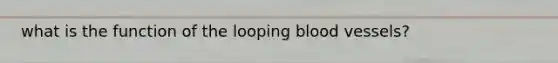 what is the function of the looping blood vessels?