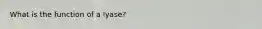 What is the function of a lyase?