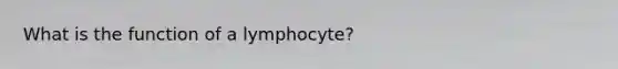 What is the function of a lymphocyte?