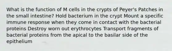 What is the function of M cells in the crypts of Peyer's Patches in the small intestine? Hold bacterium in the crypt Mount a specific immune response when they come in contact with the bacterial proteins Destroy worn out erythrocytes Transport fragments of bacterial proteins from the apical to the basilar side of the epithelium