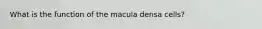 What is the function of the macula densa cells?