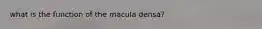 what is the function of the macula densa?