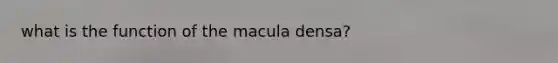 what is the function of the macula densa?