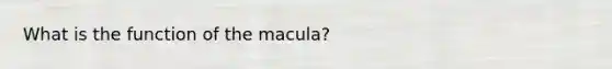 What is the function of the macula?