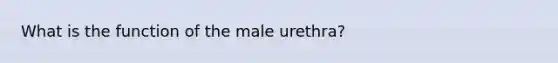 What is the function of the male urethra?