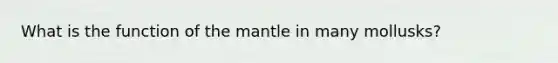 What is the function of the mantle in many mollusks?