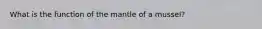 What is the function of the mantle of a mussel?