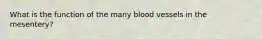 What is the function of the many blood vessels in the mesentery?