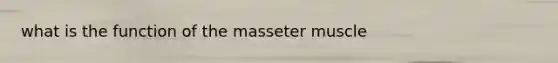 what is the function of the masseter muscle