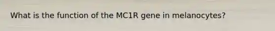 What is the function of the MC1R gene in melanocytes?