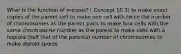 What is the function of meiosis? ( Concept 10.3) to make exact copies of the parent cell to make one cell with twice the number of chromosomes as the parent pairs to make four cells with the same chromosome number as the parent to make cells with a haploid (half that of the parents) number of chromosomes to make diploid spores