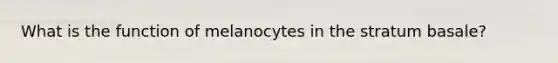 What is the function of melanocytes in the stratum basale?