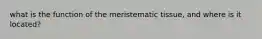 what is the function of the meristematic tissue, and where is it located?