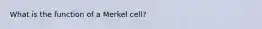 What is the function of a Merkel cell?