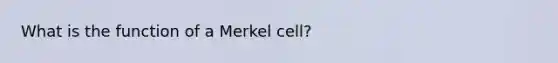 What is the function of a Merkel cell?